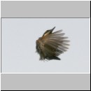 Sitta europaea - Kleiber 08.jpg